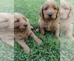 Small Photo #9 Goldendoodle Puppy For Sale in SONORA, KY, USA