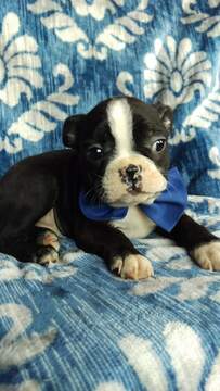 Medium Photo #7 Boston Terrier Puppy For Sale in LANCASTER, PA, USA