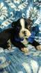 Small Photo #7 Boston Terrier Puppy For Sale in LANCASTER, PA, USA