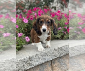 Dachshund Puppy for sale in CANOGA, NY, USA