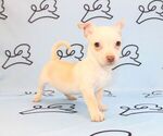 Small Photo #7 Chihuahua Puppy For Sale in LAS VEGAS, NV, USA