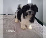Image preview for Ad Listing. Nickname: Charity