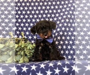 YorkiePoo Puppy for sale in KIRKWOOD, PA, USA