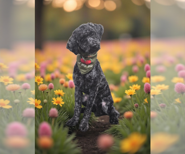 Medium Photo #1 Poodle (Miniature) Puppy For Sale in ALBANY, NY, USA