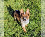 Small #5 German Shepherd Dog Mix