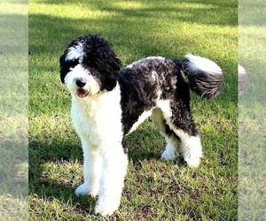 Father of the Sheepadoodle puppies born on 04/12/2025