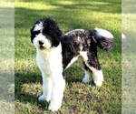 Small Photo #1 Sheepadoodle Puppy For Sale in ST AUGUSTINE, FL, USA
