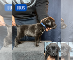 Puppy Lucas Cane Corso