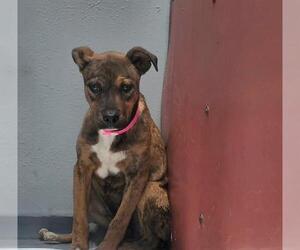 Mutt Dogs for adoption in Las Vegas, NV, USA
