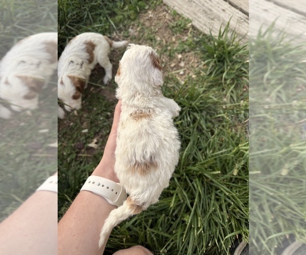 Medium Photo #5 Goldendoodle (Miniature) Puppy For Sale in FREDERICA, DE, USA