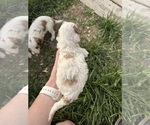 Small #4 Goldendoodle (Miniature)