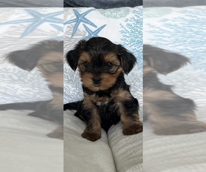 Yorkshire Terrier Puppy for sale in NORTH VENICE, FL, USA