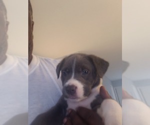 American Pit Bull Terrier-Cane Corso Mix Puppy for sale in TAMPA, FL, USA