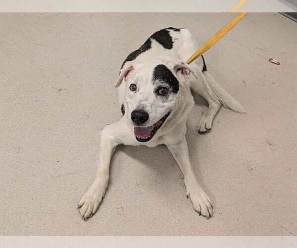 Medium Photo #1 American Pit Bull Terrier-Labrador Retriever Mix Puppy For Sale in Corona, CA, USA