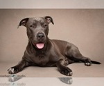 Small American Pit Bull Terrier-German Shepherd Dog Mix