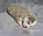 Small Photo #34 Pomsky Puppy For Sale in RAMONA, CA, USA