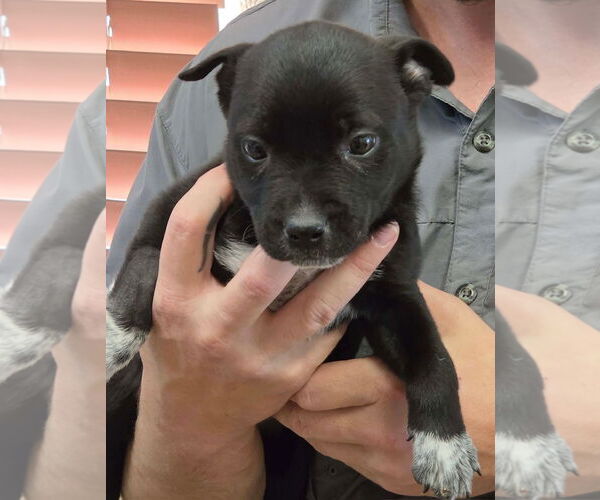 Medium Photo #2 Labrador Retriever-Unknown Mix Puppy For Sale in Amarillo, TX, USA