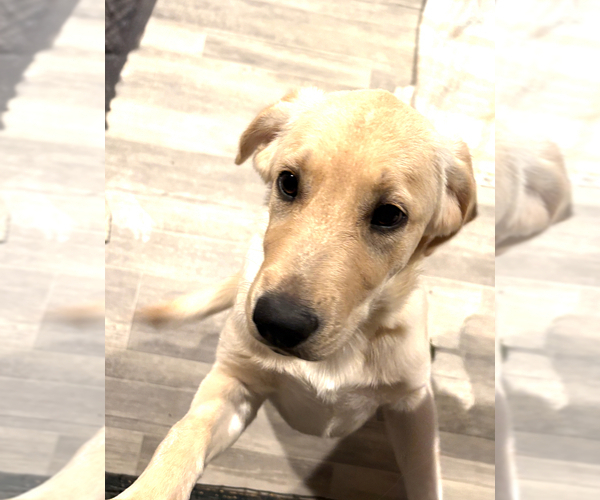 Medium Photo #2 English Cream Golden Retriever-Golden Labrador Mix Puppy For Sale in NEW BEDFORD, MA, USA