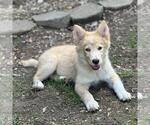 Small #3 Huskies  Mix