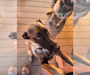 High Octane- Momma Shelby-- Located in OK - Female Mutt Dog for Adoption - Photo #7