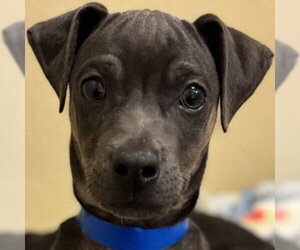 Mutt Dogs for adoption in Pleasanton, CA, USA