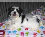 Small Photo #9 Zuchon Puppy For Sale in ORO VALLEY, AZ, USA