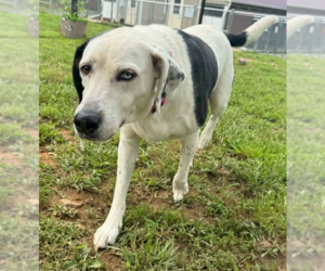 Labrador Retriever-Unknown Mix Dogs for adoption in Rockaway, NJ, USA