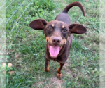 Small #3 Miniature Pinscher Mix