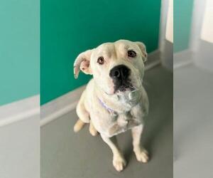 Mutt Dogs for adoption in Visalia, CA, USA
