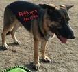 Small Photo #1 German Shepherd Dog Puppy For Sale in BRIGGSDALE, CO, USA