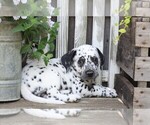Small Photo #1 Dalmatian Puppy For Sale in FREDERICKSBG, OH, USA