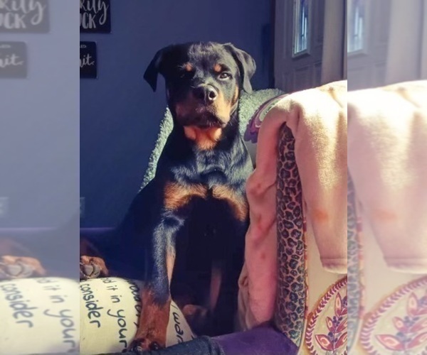 Medium Photo #17 Rottweiler Puppy For Sale in VONORE, TN, USA