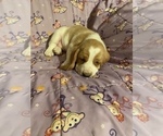 Small Photo #6 Basset Hound Puppy For Sale in GREENLEAF, WI, USA