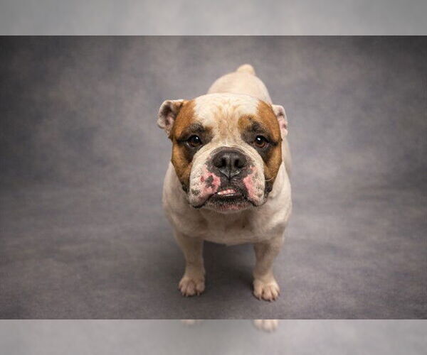 Medium Photo #1 American Bulldog Puppy For Sale in Ocala, FL, USA