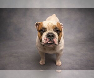 American Bulldog Dogs for adoption in Ocala, FL, USA