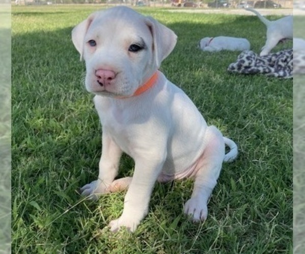 Medium Photo #1 Dogo Argentino Puppy For Sale in EL PASO, TX, USA