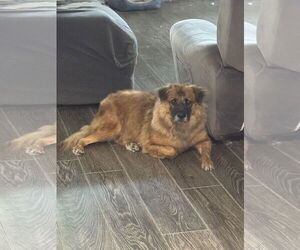 Husk - Male Chow Chow-German Shepherd Dog Mix Dog for Adoption - Photo #9