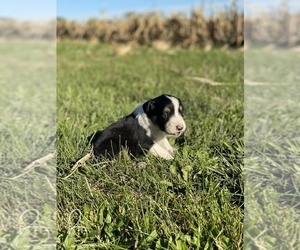 Border-Aussie Puppy for sale in NEWVILLE, PA, USA