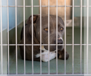 Mutt Dogs for adoption in Pasadena, CA, USA