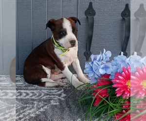 Bernese Mountain Dog-Boxer Mix Puppy for sale in FREDERICKSBURG, OH, USA