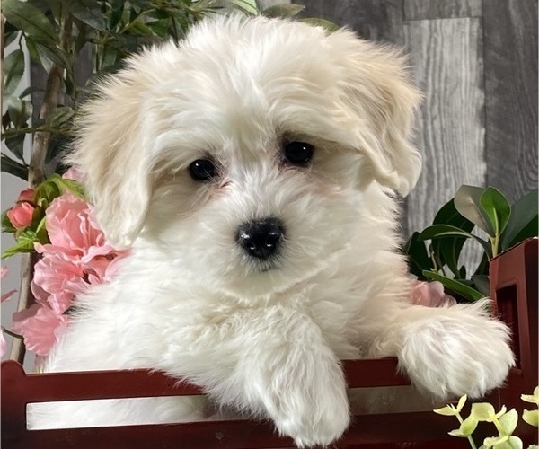 Medium Photo #2 Biton Puppy For Sale in CANOGA, NY, USA