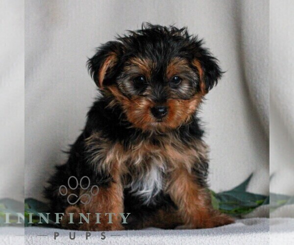Medium Photo #4 Yorkshire Terrier Puppy For Sale in REINHOLDS, PA, USA