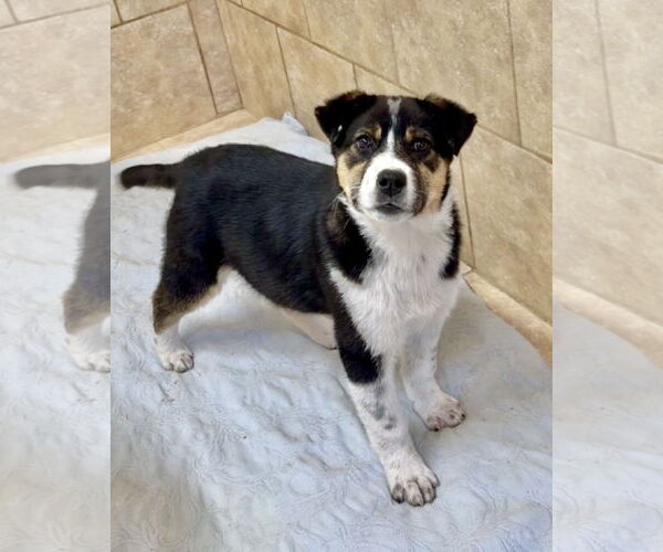 Medium Photo #1 Labrador Retriever-Unknown Mix Puppy For Sale in Green Forest, AR, USA