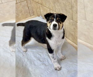 Labrador Retriever-Unknown Mix Dogs for adoption in Green Forest, AR, USA