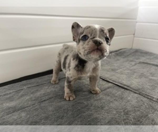 Medium Photo #3 French Bulldog Puppy For Sale in SAN DIEGO, CA, USA