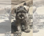 Small #1 Mutt