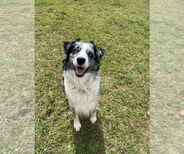Medium Photo #1 Australian Shepherd Puppy For Sale in MCDONOUGH, GA, USA