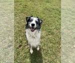 Small Photo #1 Australian Shepherd Puppy For Sale in MCDONOUGH, GA, USA