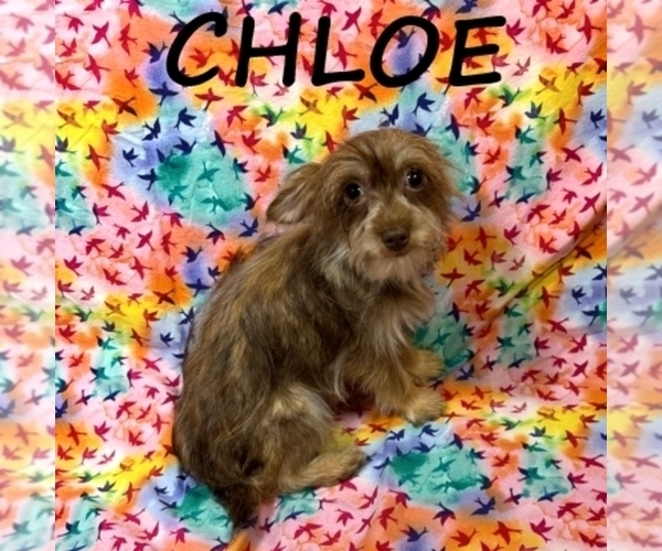 Medium Photo #3 Snorkie Puppy For Sale in HARTLAND, MN, USA