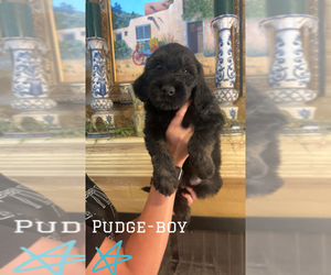 Double Doodle Puppy for sale in AMARILLO, TX, USA